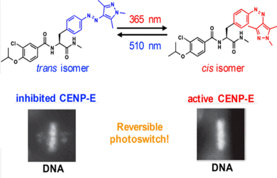 Photoresponsive inhibitor for motor protein CENP-E